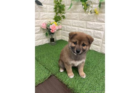 販売中の岡山県の柴犬-371239の10枚目