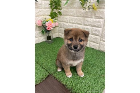 販売中の岡山県の柴犬-371239の9枚目