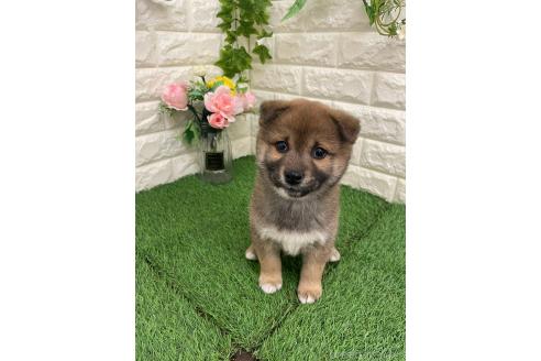 販売中の岡山県の柴犬-371239の7枚目