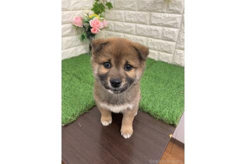 販売中の岡山県の柴犬-371239の6枚目