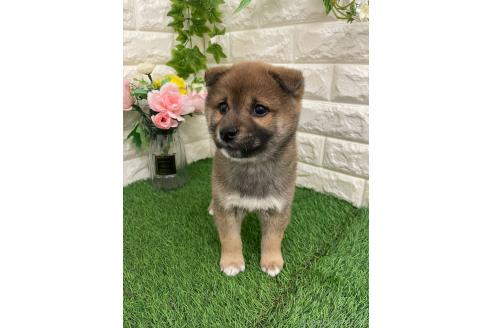 販売中の岡山県の柴犬-371239の5枚目
