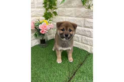 販売中の岡山県の柴犬-371239の4枚目