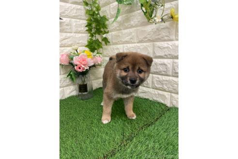販売中の岡山県の柴犬-371239の3枚目