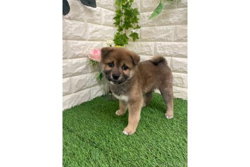 販売中の岡山県の柴犬-371239の2枚目