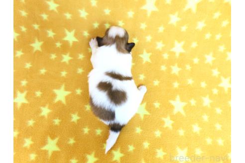 成約済の千葉県のパピヨン-376676の10枚目