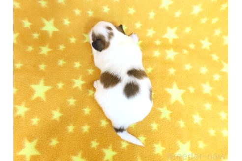 成約済の千葉県のパピヨン-376678の14枚目