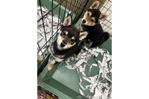 成約済の千葉県の柴犬-360823