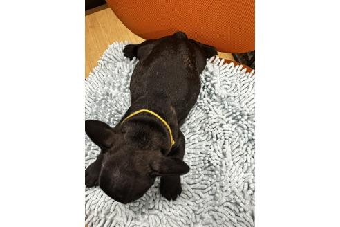 成約済の千葉県のフレンチブルドッグ-371374の3枚目