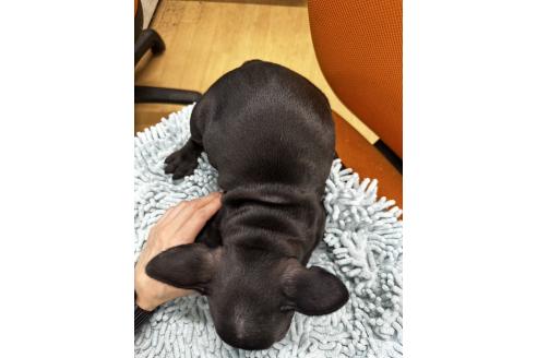 販売中の千葉県のフレンチブルドッグ-371373の8枚目