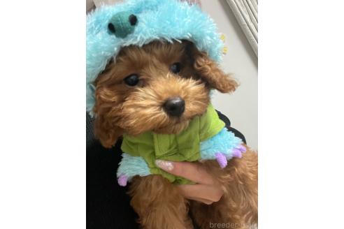 ののミックス犬-