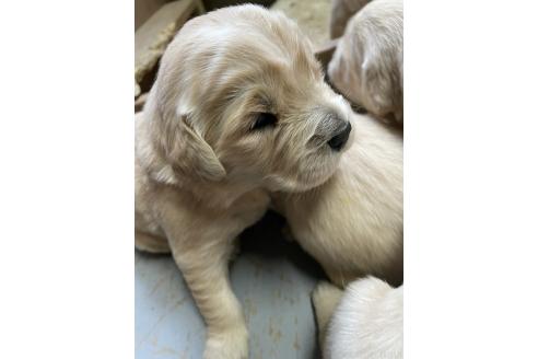成約済の栃木県のゴールデンレトリーバー-373585の2枚目