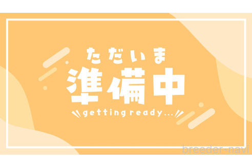 成約済の千葉県のティーカッププードル-376709の1枚目