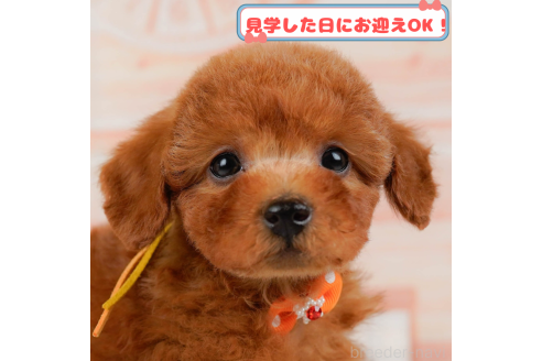 販売中の神奈川県のトイプードル-376710