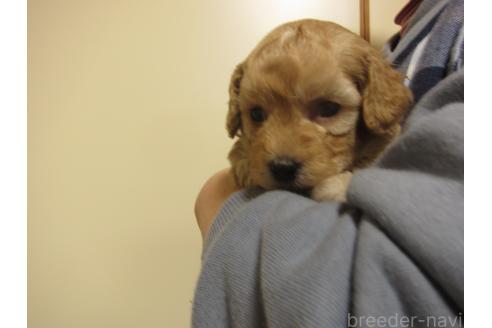 成約済の福岡県のミックス犬-371903の10枚目