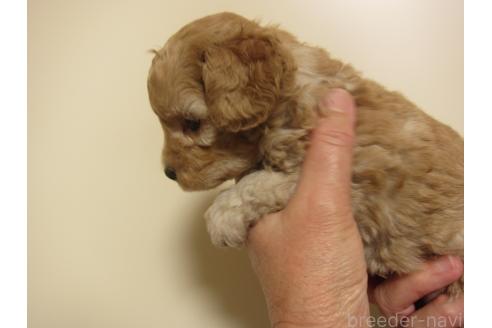 成約済の福岡県のミックス犬-371903の8枚目