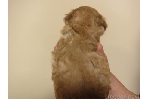 成約済の福岡県のミックス犬-371903の7枚目