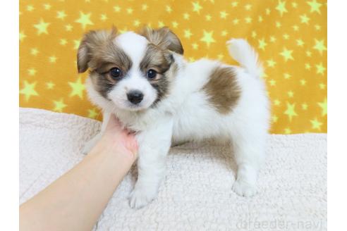 成約済の千葉県のパピヨン-370445の2枚目