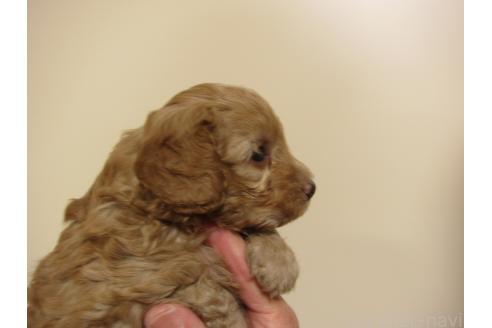 成約済の福岡県のミックス犬-376714の7枚目