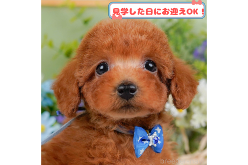 販売中の神奈川県のトイプードル-376713の1枚目