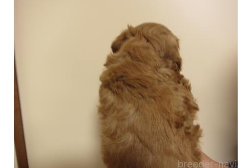 成約済の福岡県のミックス犬-376714の6枚目