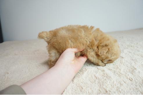成約済の奈良県のトイプードル-374663の4枚目