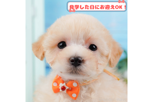 成約済ののミックス犬-376719