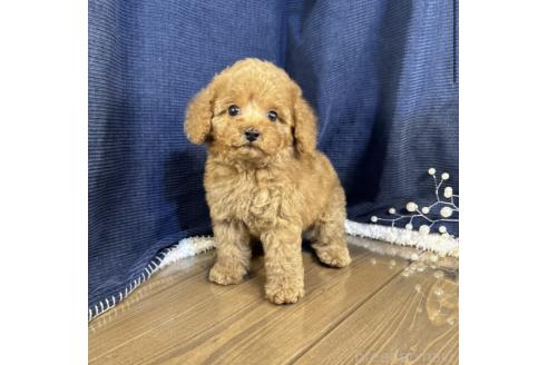 成約済の茨城県のトイプードル-376726の5枚目