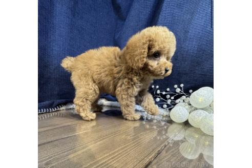 成約済の茨城県のトイプードル-376726の4枚目