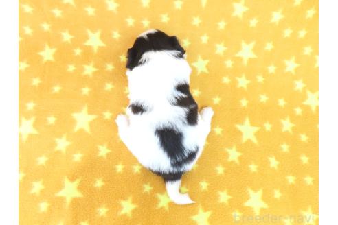 成約済の千葉県のパピヨン-374741の21枚目