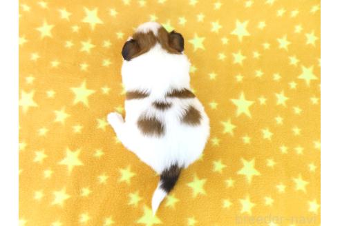 成約済の千葉県のパピヨン-374742の10枚目