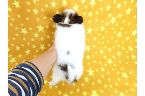 成約済の千葉県のパピヨン-370428の15枚目