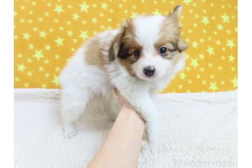 成約済の千葉県のパピヨン-370439の9枚目