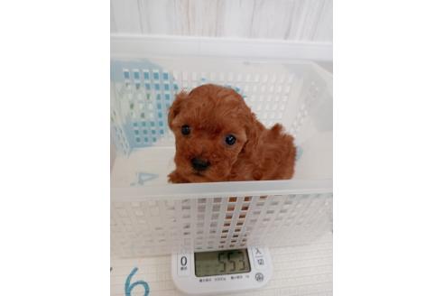 成約済の神奈川県のトイプードル-376780の10枚目