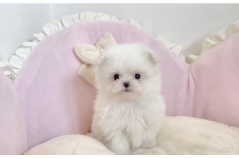 成約済の愛知県のポメマル:ポメラニアン×マルチーズ-375170の11枚目