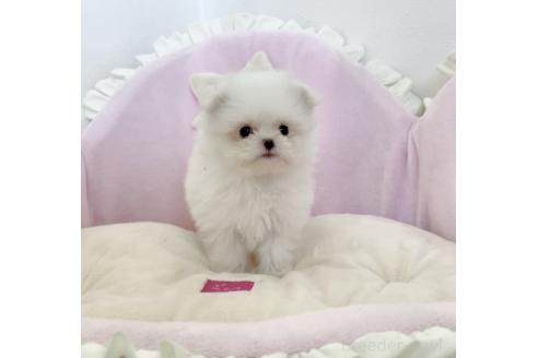 成約済の愛知県のポメマル:ポメラニアン×マルチーズ-375170の8枚目