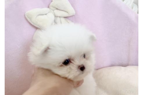 成約済の愛知県のポメマル:ポメラニアン×マルチーズ-375170の7枚目