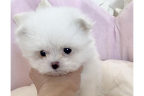 成約済の愛知県のポメマル:ポメラニアン×マルチーズ-375170の3枚目