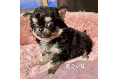 成約済の群馬県のチワワ(ロングコート)-376564の6枚目