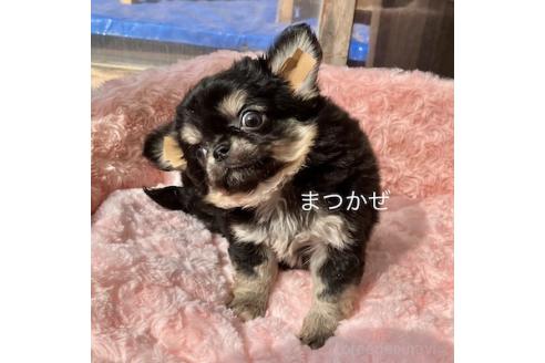 成約済の群馬県のチワワ(ロングコート)-376564の5枚目