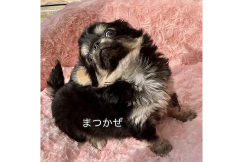 成約済の群馬県のチワワ(ロングコート)-376564の4枚目