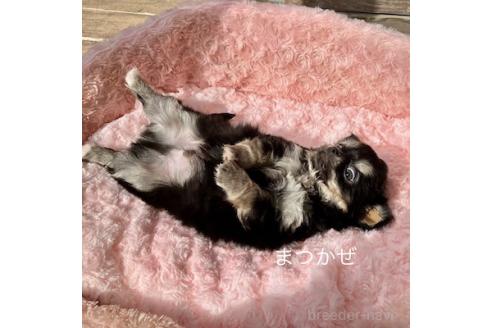 成約済の群馬県のチワワ(ロングコート)-376564の3枚目