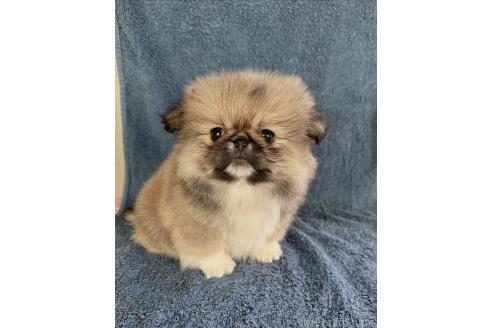 成約済の福島県のミックス犬-370967の1枚目