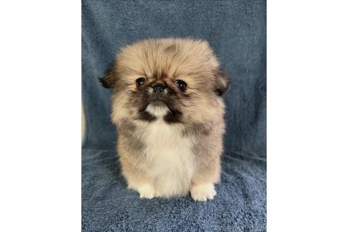 成約済の福島県のミックス犬-370967の4枚目
