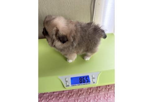 成約済の福島県のミックス犬-370967の2枚目