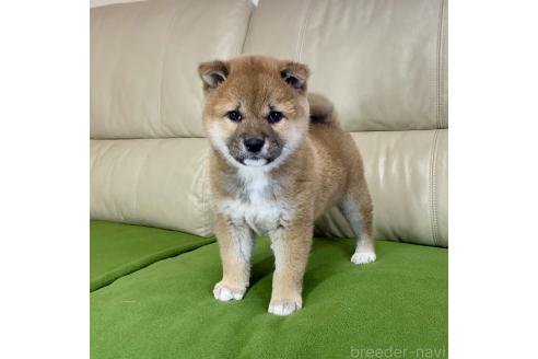 成約済の茨城県の柴犬-374164の1枚目