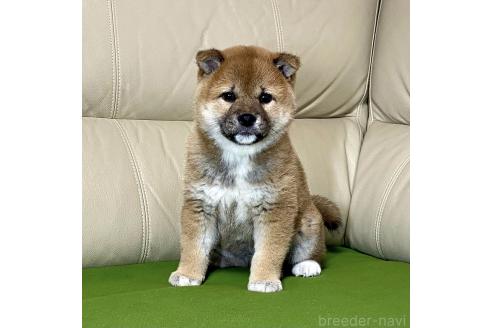 成約済の茨城県の柴犬-374164の7枚目