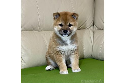 成約済の茨城県の柴犬-374164の6枚目