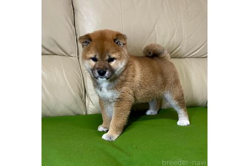 成約済の茨城県の柴犬-374164の5枚目
