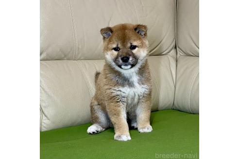 成約済の茨城県の柴犬-374164の4枚目