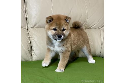 成約済の茨城県の柴犬-374164の3枚目